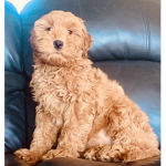 The PUP Squdron
