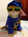 Maha’s crazy cat group
