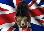 The British Bears