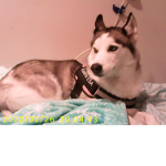 bed dog