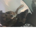 Doggo #####