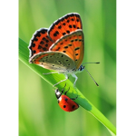 Butterfly and ladybugs!