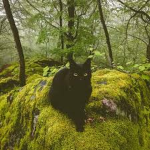 foresttopia ; WCUE