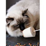 The Catsicos and popsicles
