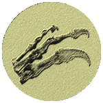Rockyclaw fossil