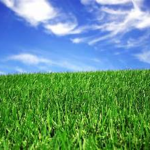 EpicGrass Studio