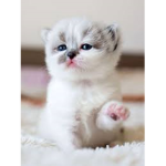 Cat 2.0 meow