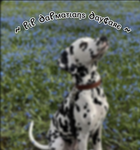 The official lil Dalmations Group