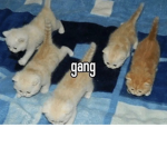 The cat g4ng