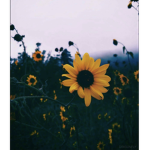 Perfect cloudy
