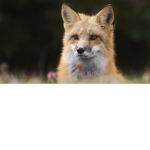 mango vs foxboy