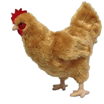 Chicken Gang is COOL!