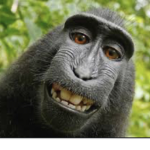 Azul is monkey