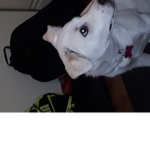 Doggos are EPIC!!!