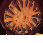 The figure fans