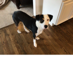 Dog Rescue Commission