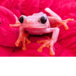 Frog Blog