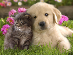 kittens and puppy lovers