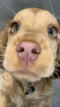 wE lOvE pUpPyS! :)