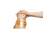 CooCat
