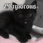 Glamorous ; 8i8
