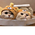HOLLOWEEN KITTIE$