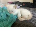 jaren’s baby kitty’s