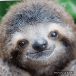 #Sloth Squad Forever Besties
