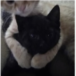 BLACK CAT_