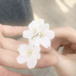 flowers : ✿