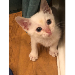 Animal care for pet