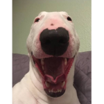 Animals Plays