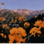•Sᴜɴsʜɪɴᴇ's sᴛᴏʀᴇ•