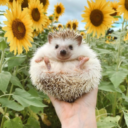 !Exotic Obby!