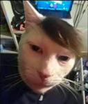 It's me Kit