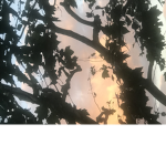 Sunset_Moonlight