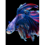 Fish fan clan