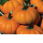 Bumpkin