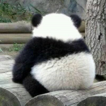 The Panda Grouppp