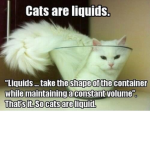 #Cats Are Liquid