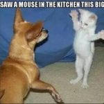 Adorabas Cat World