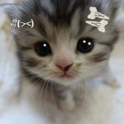 ‹𝟹