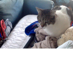 cat ppl