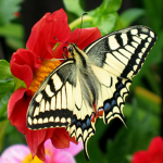 The Butterfly Squade