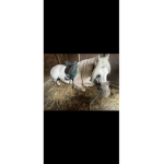 Horse riders 4life