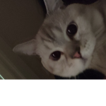 EcÇiç
