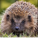Hilarious hedgehogs