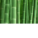 College of Bamboo