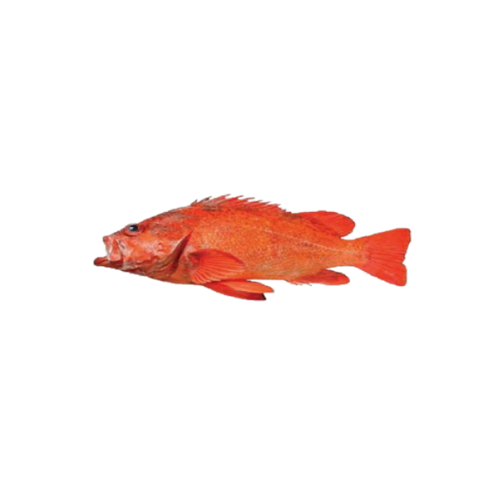 fish 10 Roblox decal