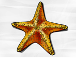 Starfish Coffee®